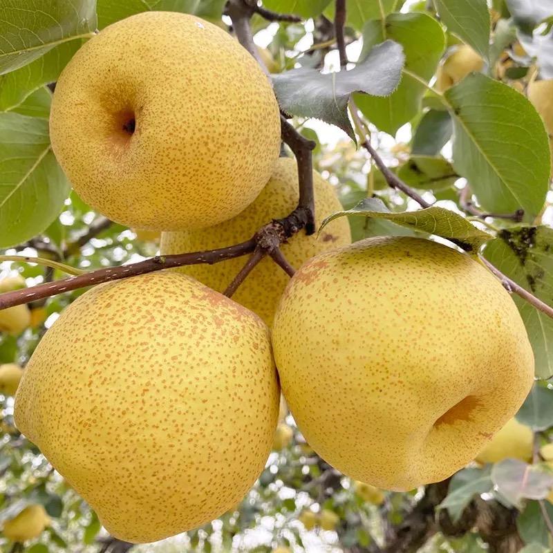 砀山酥梨🍐