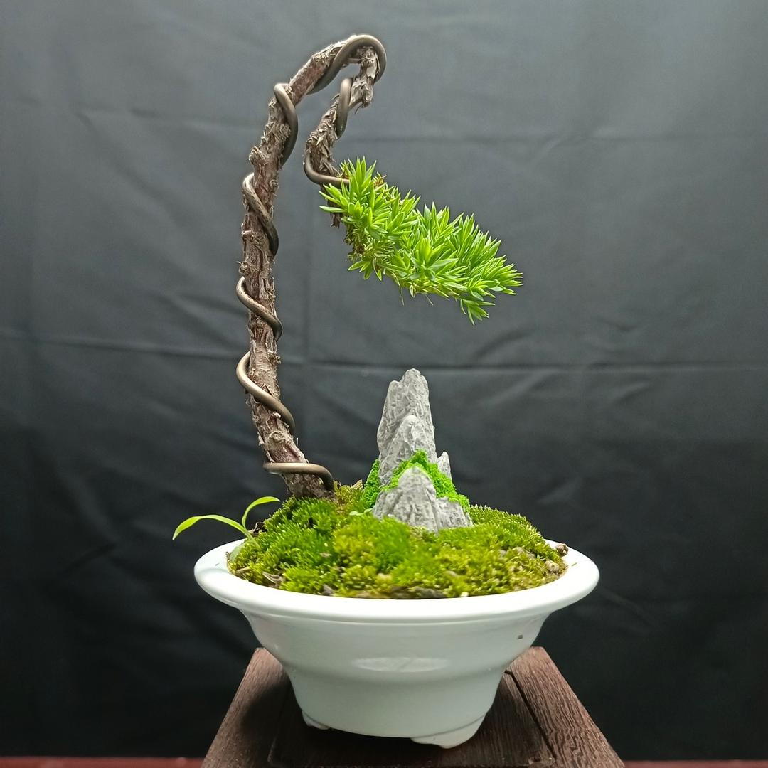鑫阳盆景园
