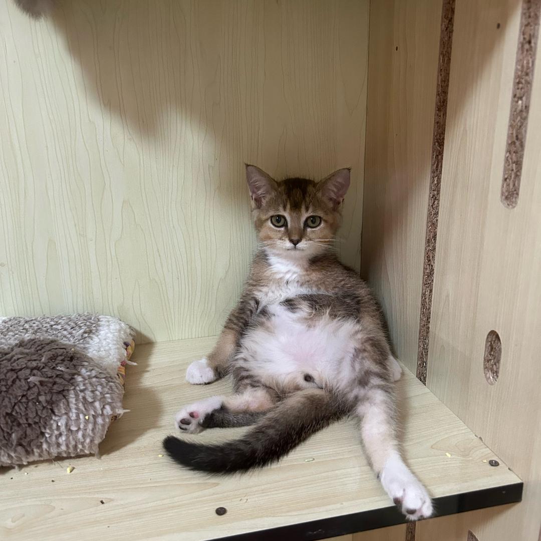 天台家庭式猫咪寄养