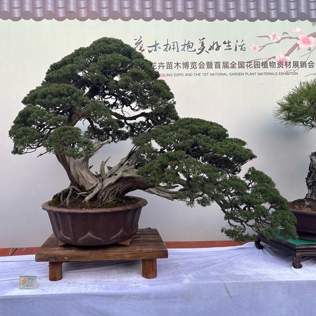 专业承接松柏造型