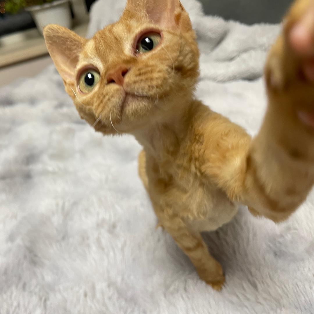 是招财呀🐱