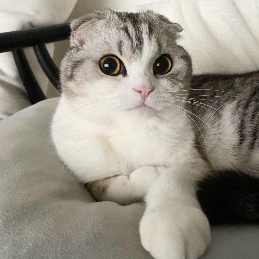 云吸猫