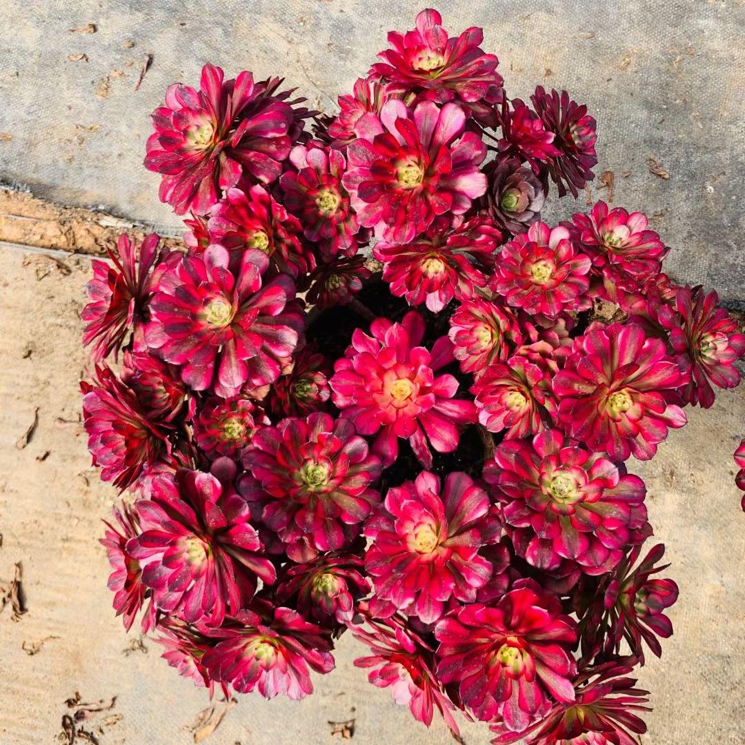 七彩双姑娘园艺店