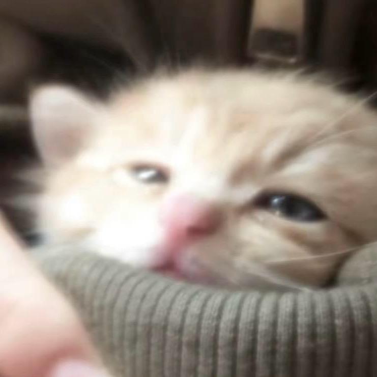 妍之有理