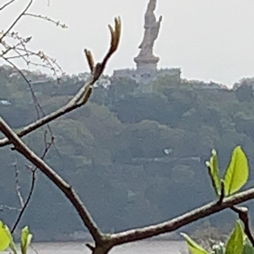竹叶