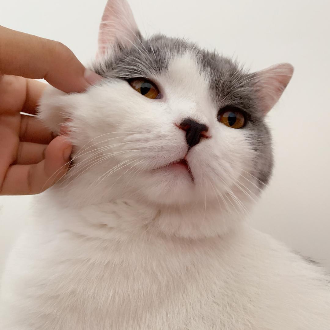cf深巷有猫