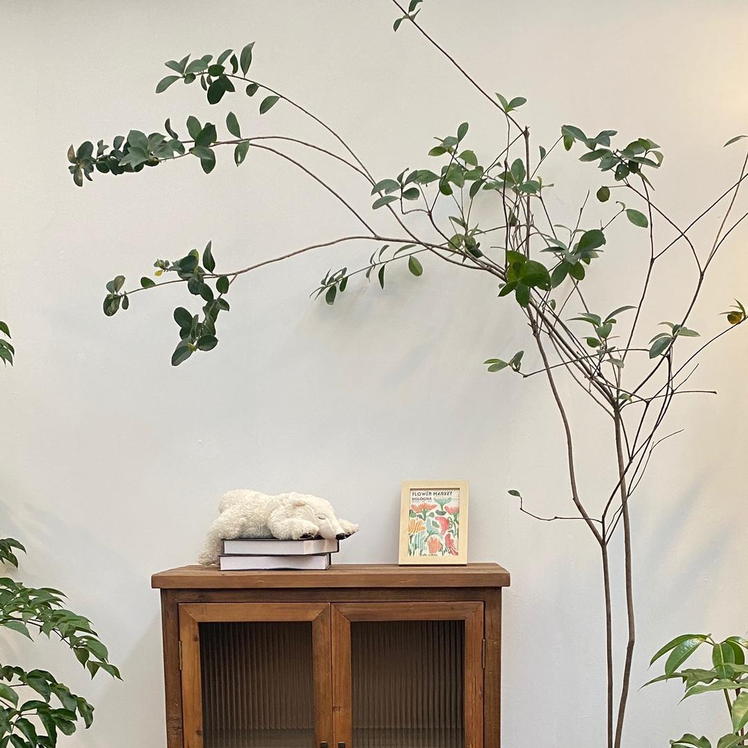 白芷🌿