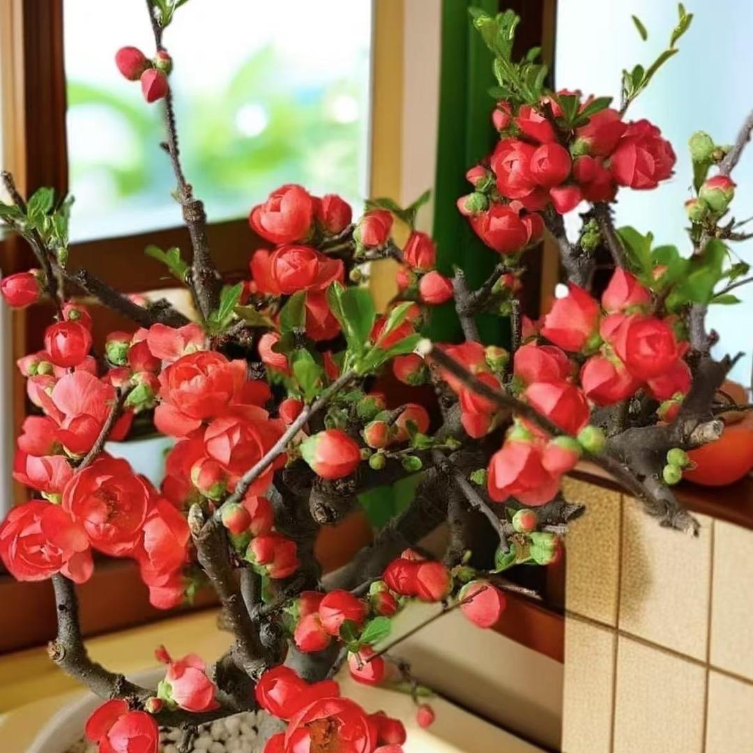 小雅园艺花卉