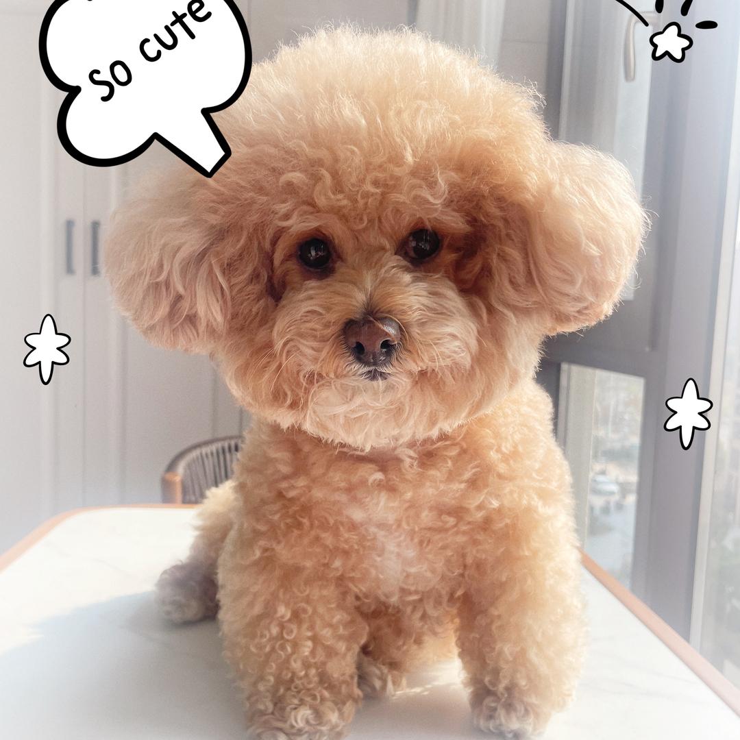 开心🐶麻麻酱😆
