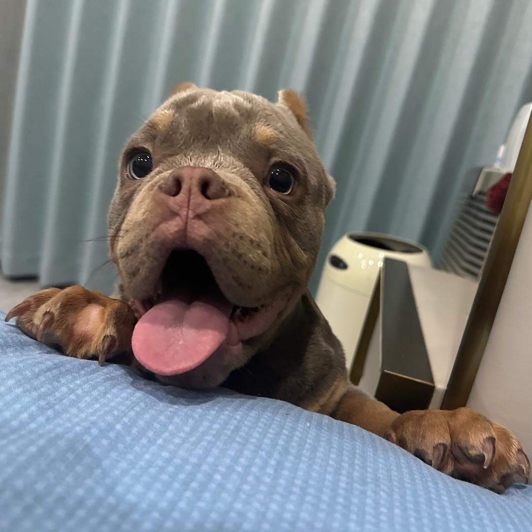 家有恶犬