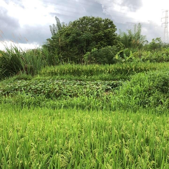 山里人。