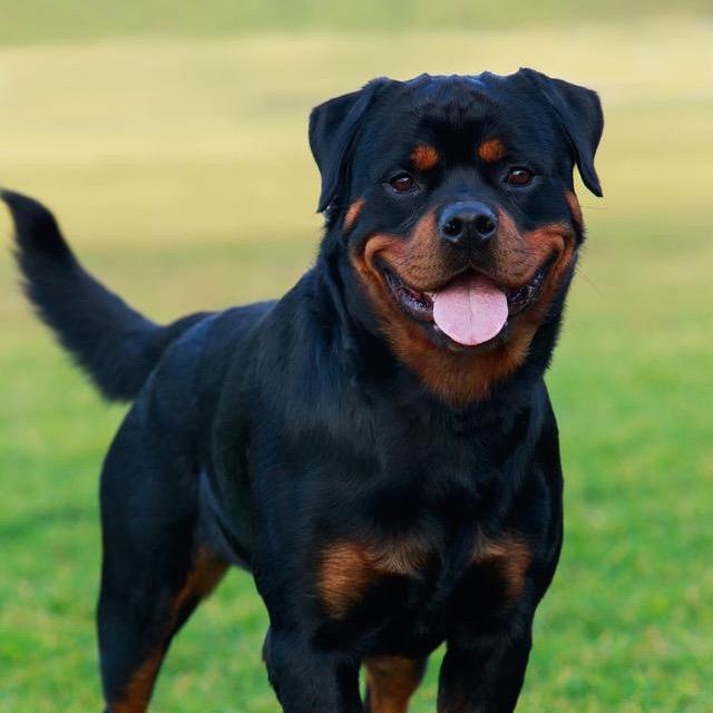 新博犬舍