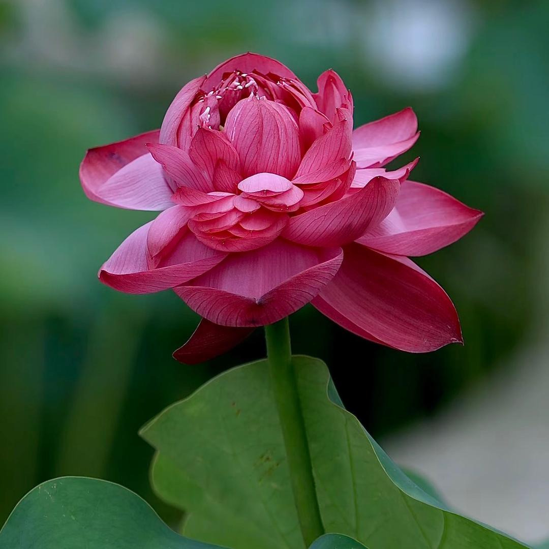 天空中的月亮🌙