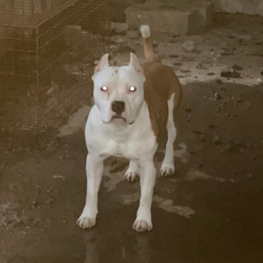 缘起犬家