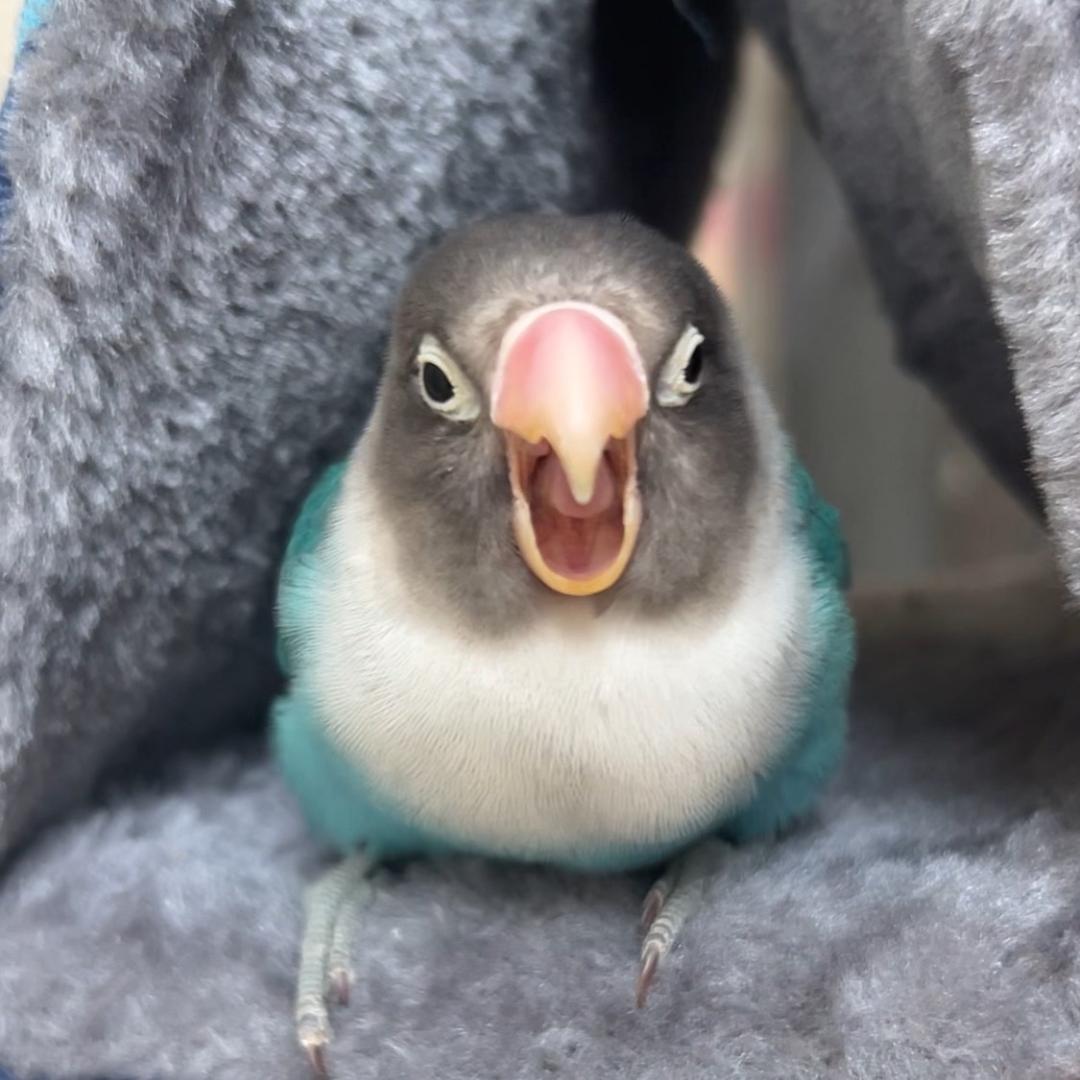 家有萌宠