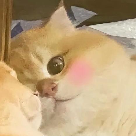 甜鱼🥕