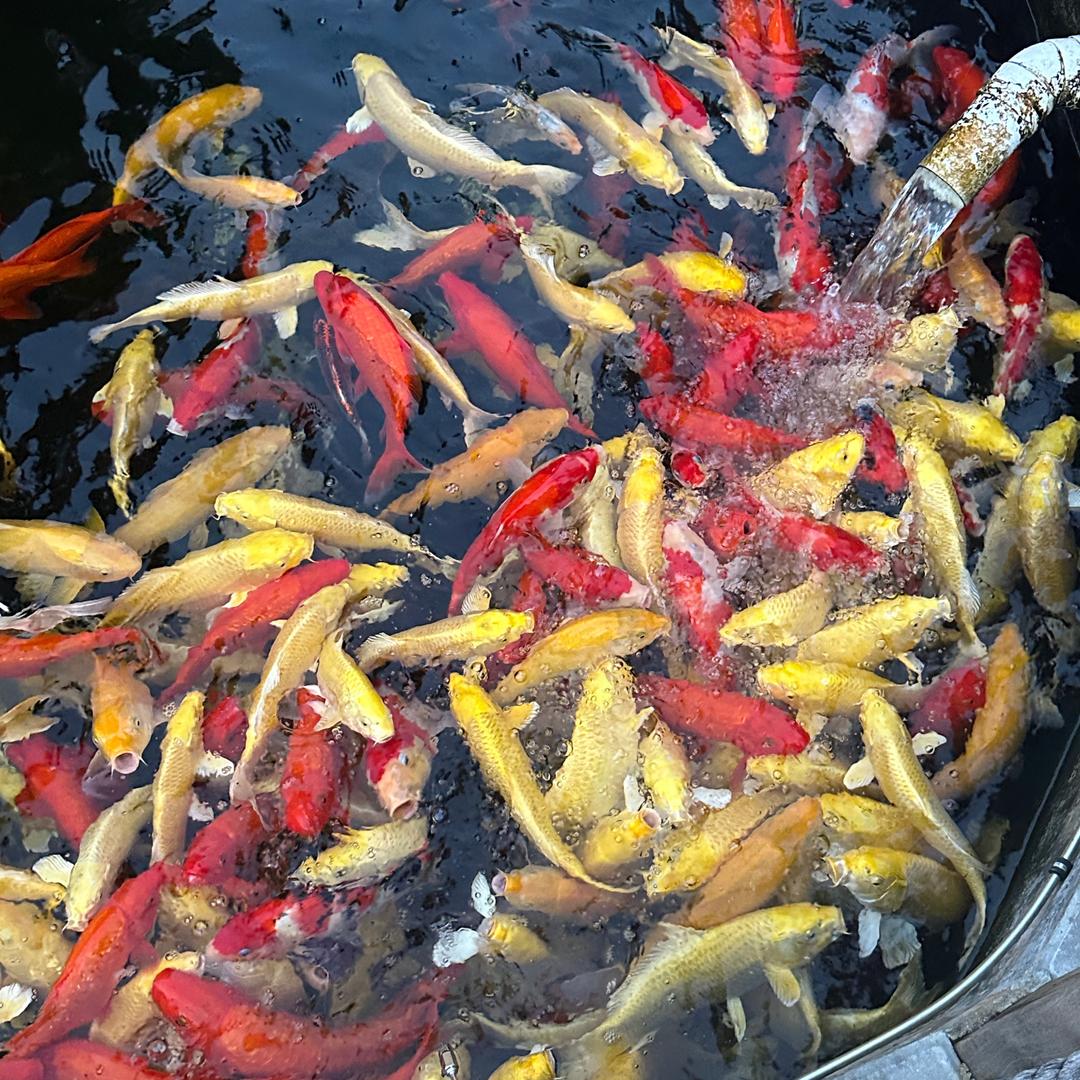 洲洲