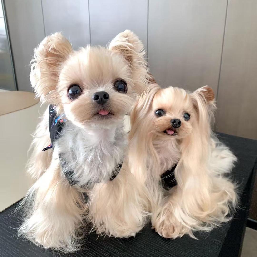 爱因斯萌丶卡一西