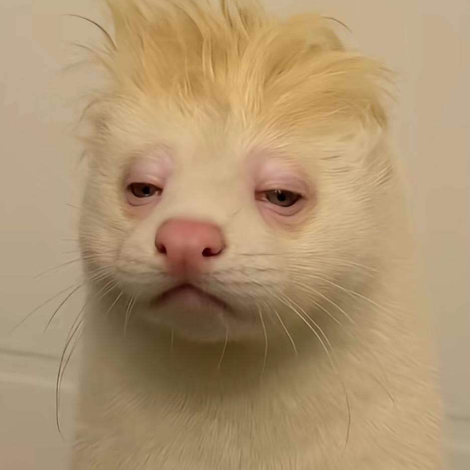 十一哥