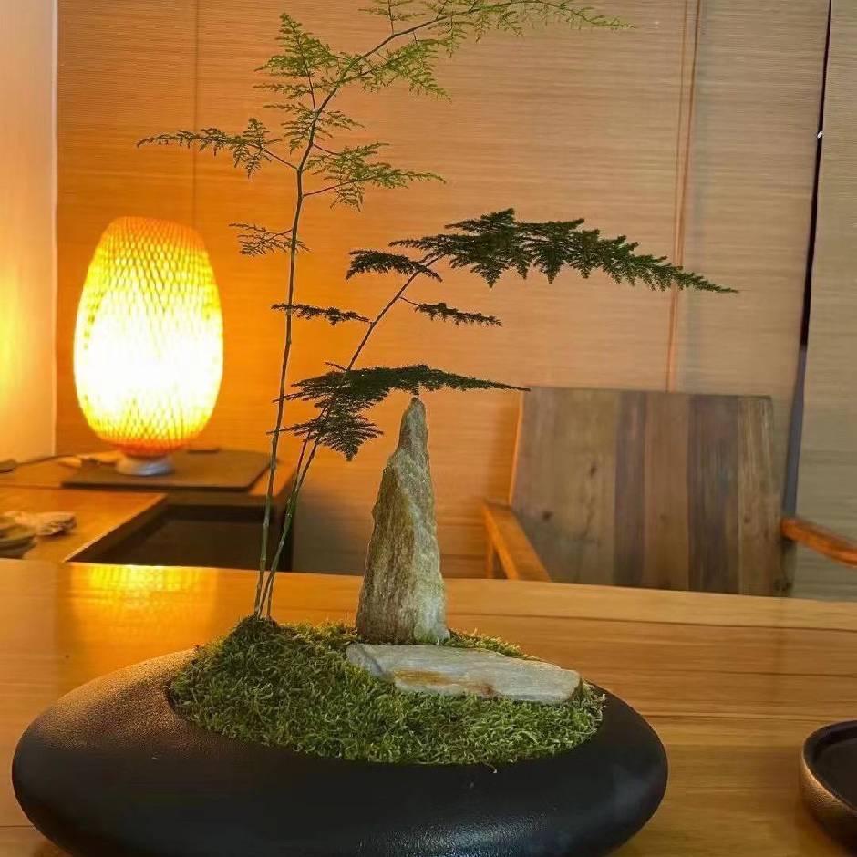 好运降-林
