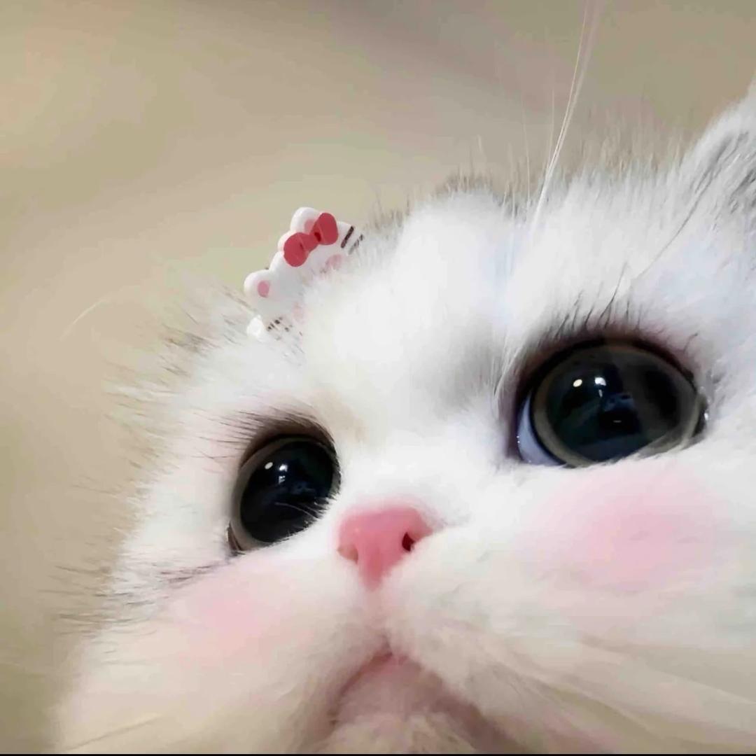 xiao¹佳