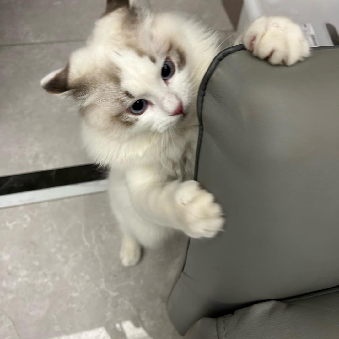 毛毛虫（新盘二手房经纪人）