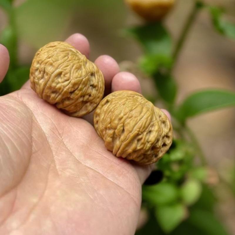 涞水杰哥磨盘硬核