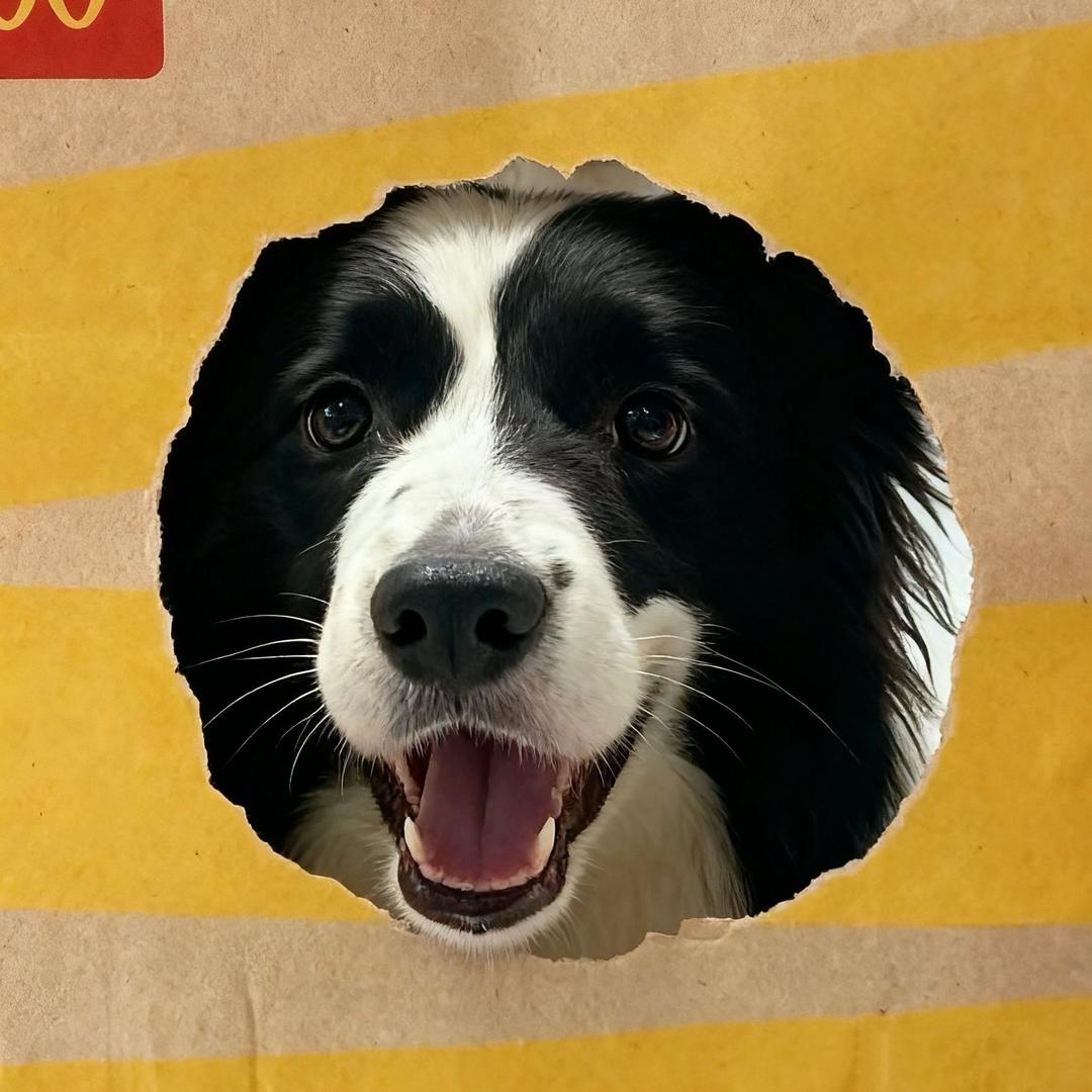 @正月是一只边牧