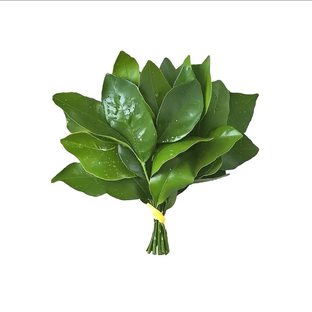 禾薇-