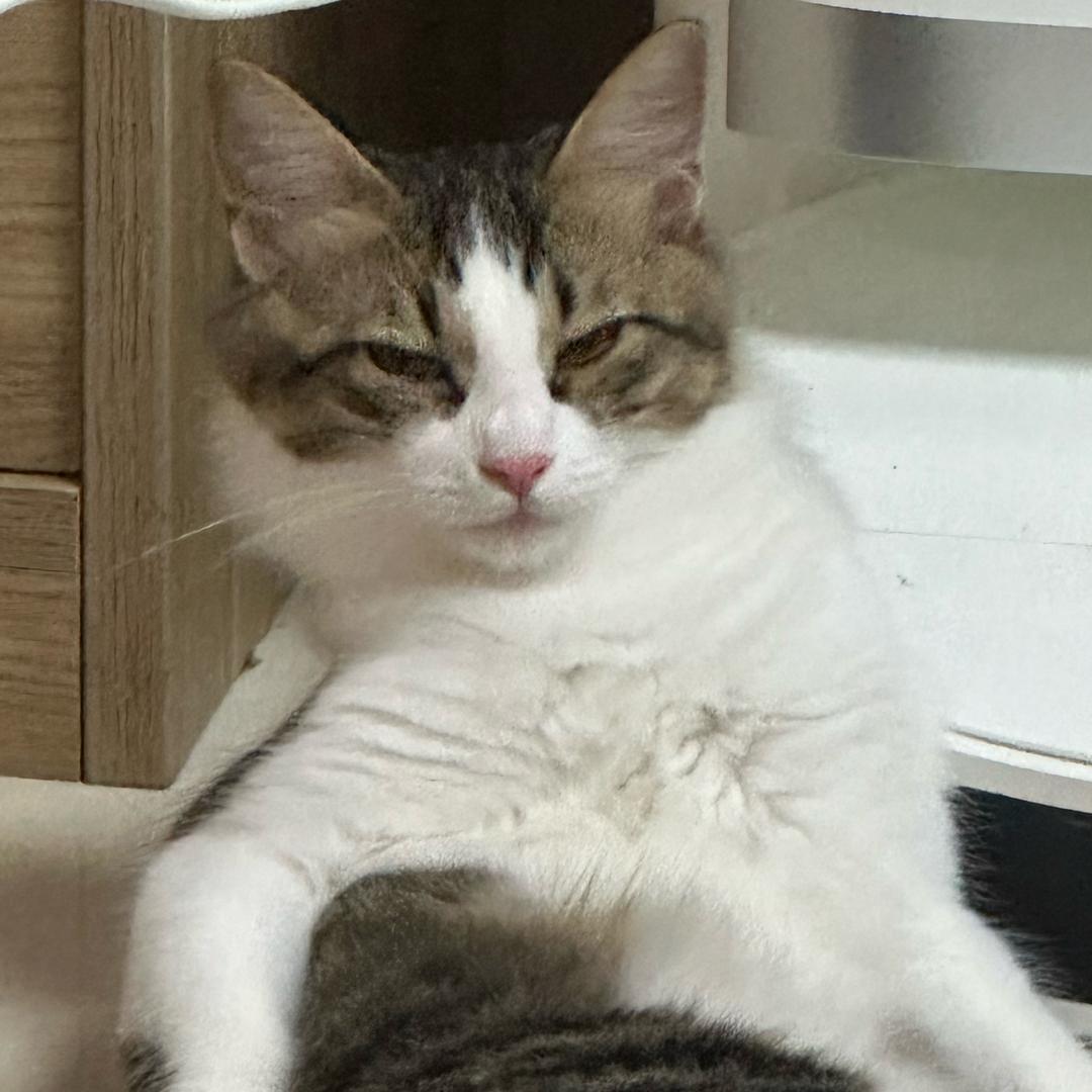纳豆明