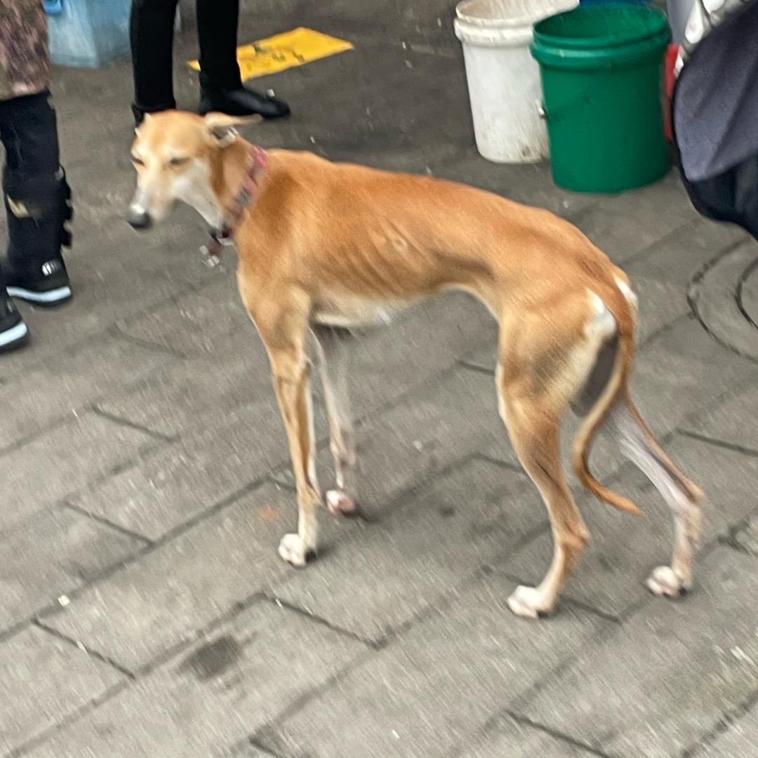 伤心的细狗