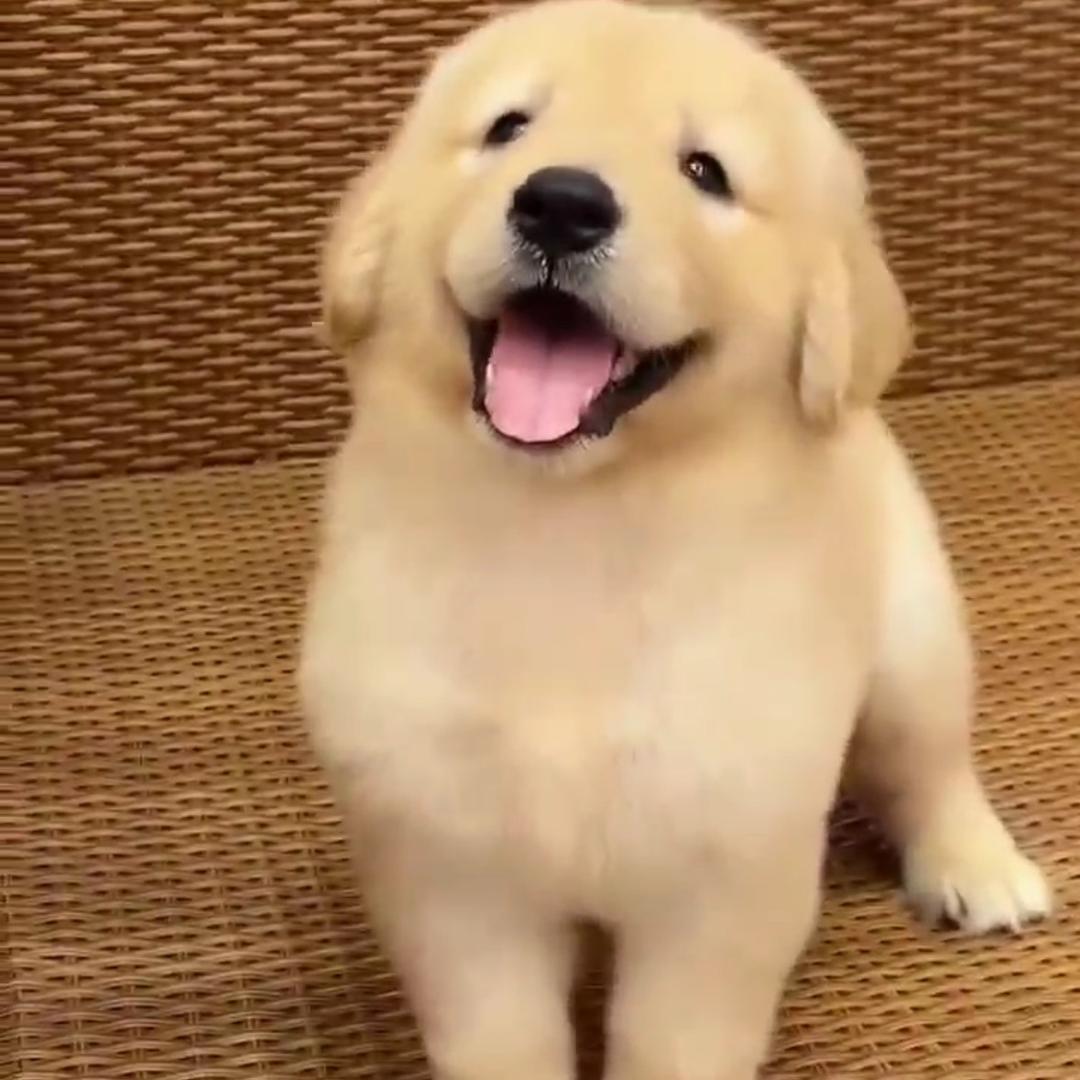 哈尼宠物狗基地