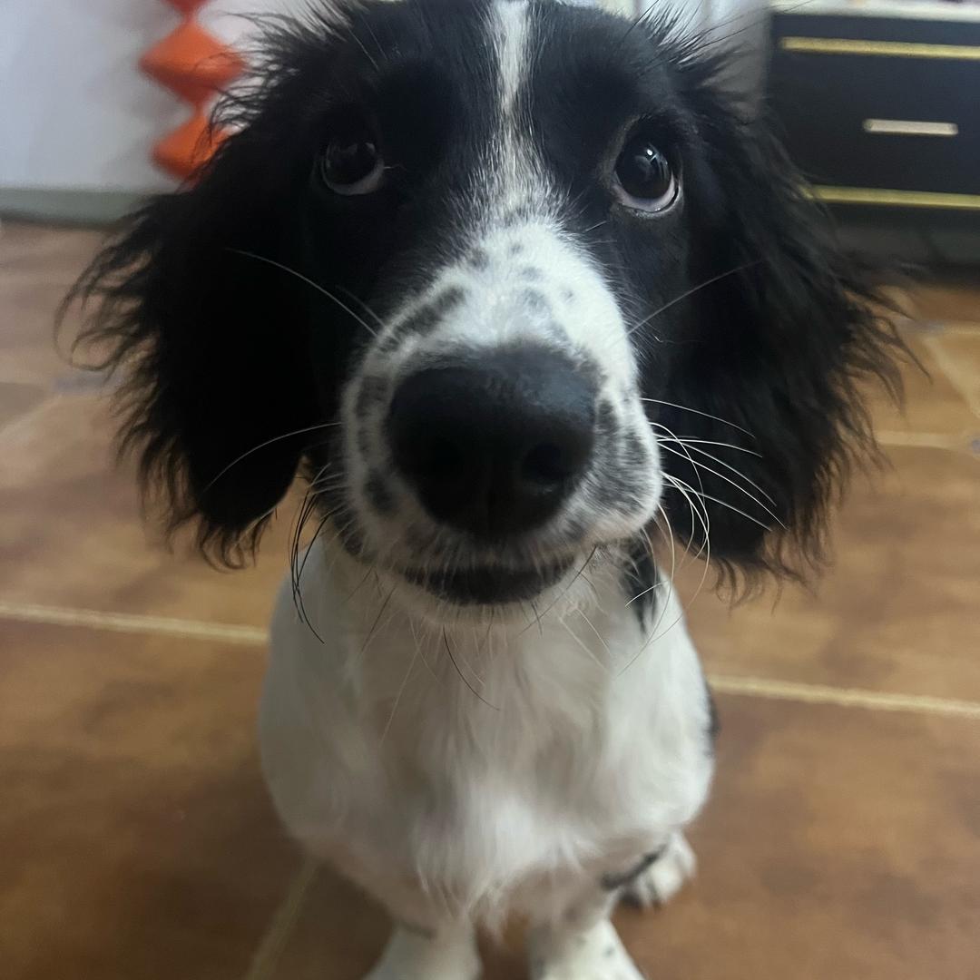 招财进宝财多多🐱🐶