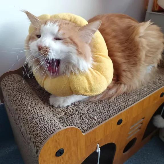 遮周