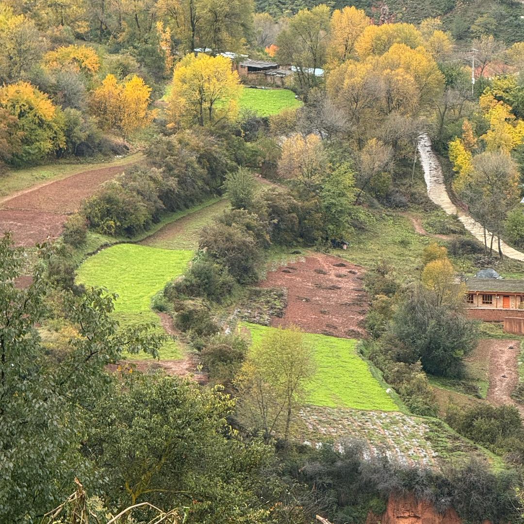 岷县气血三宝铺（黄芪 当归 党参）