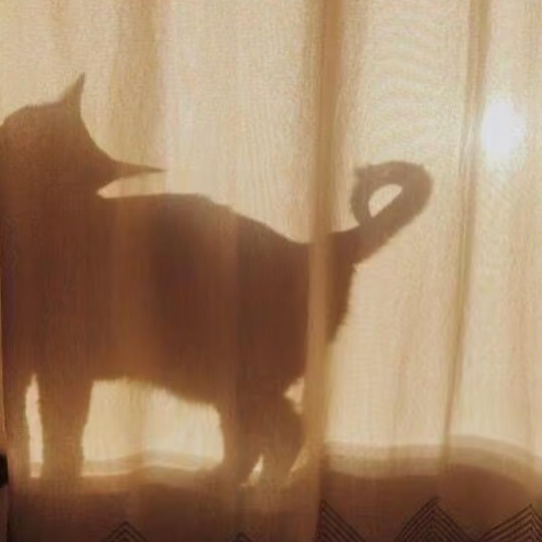Kitty喵