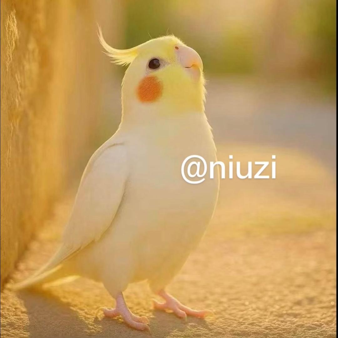 萌宠鹦鹉小玩家(牛仔)