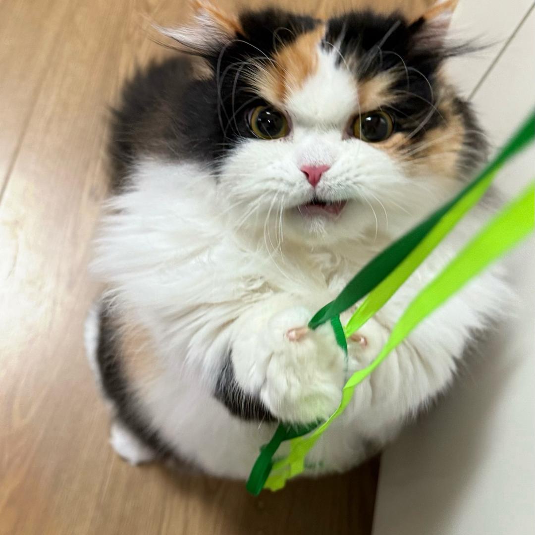猫猫在干嘛捏