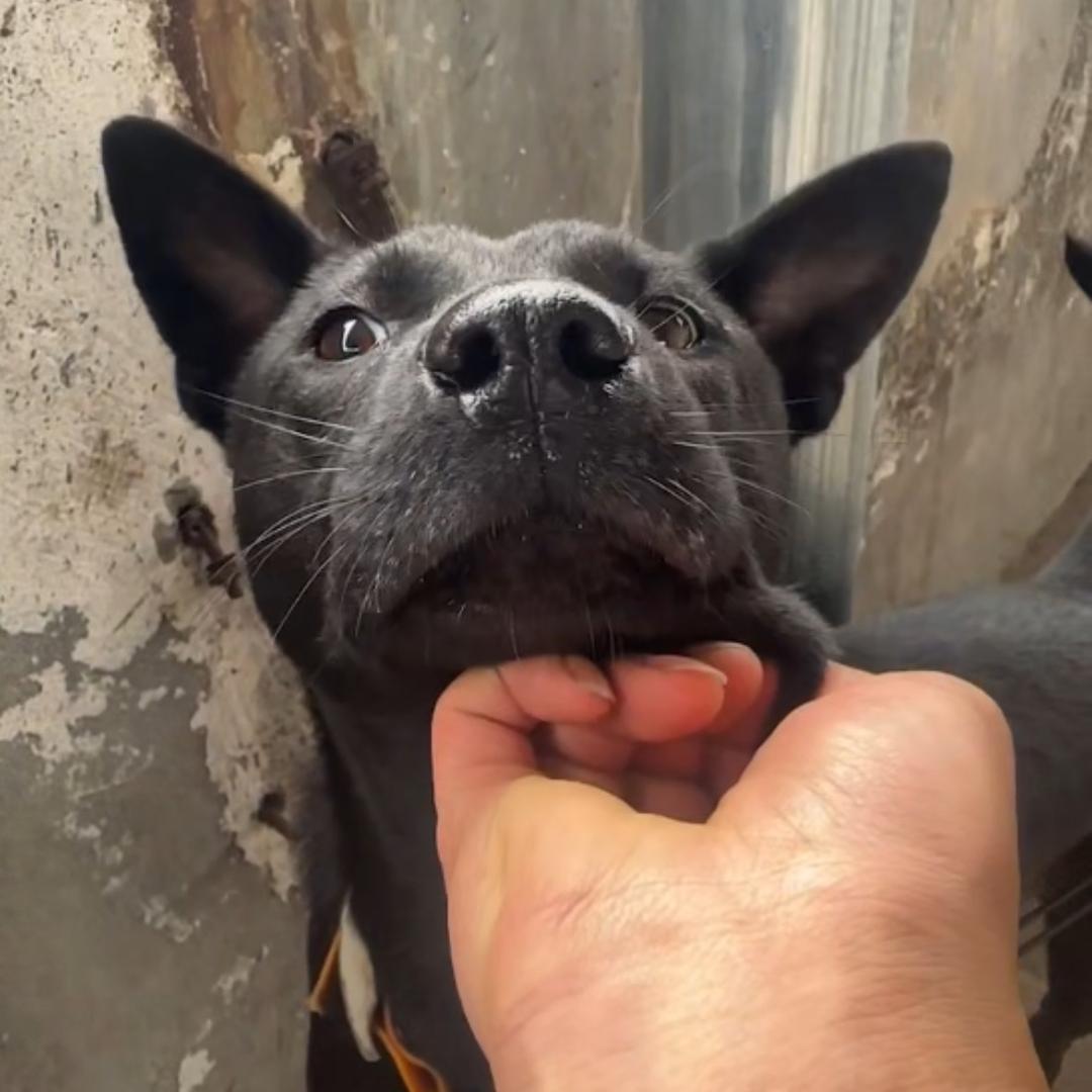 土猎犬