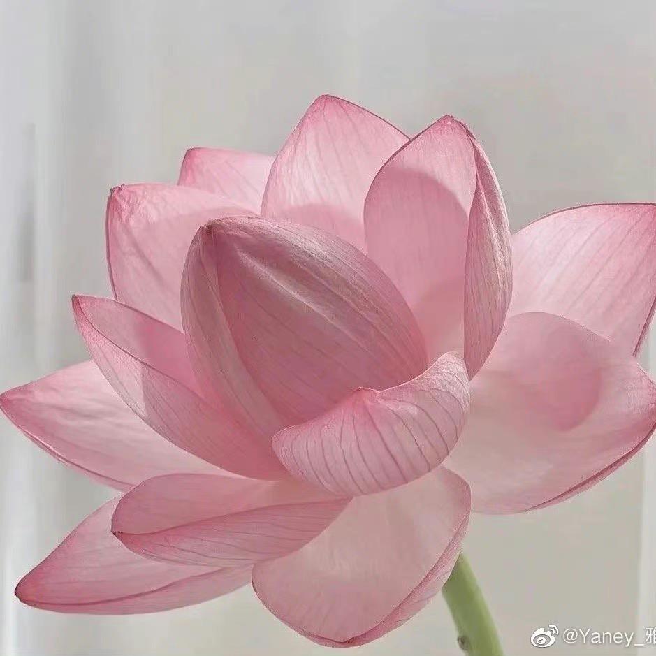 灵石县花颜花艺花店