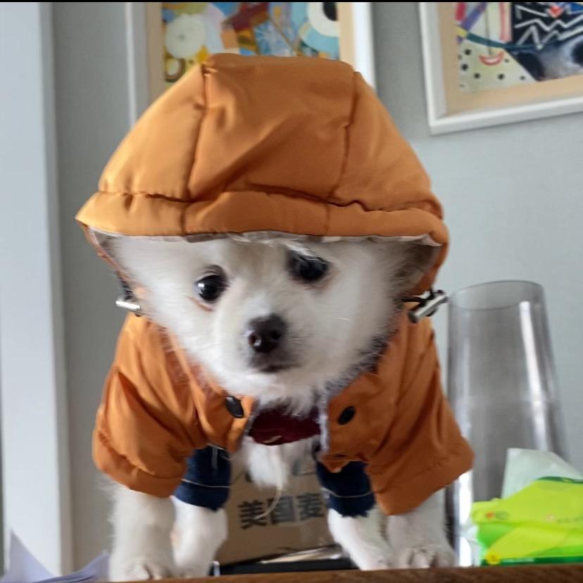 小猴猴🐒的弟弟是钱哆哆🐶