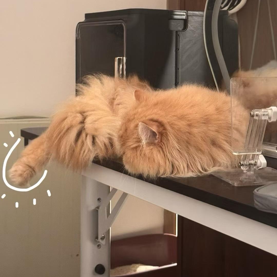 辣辣（有猫版）