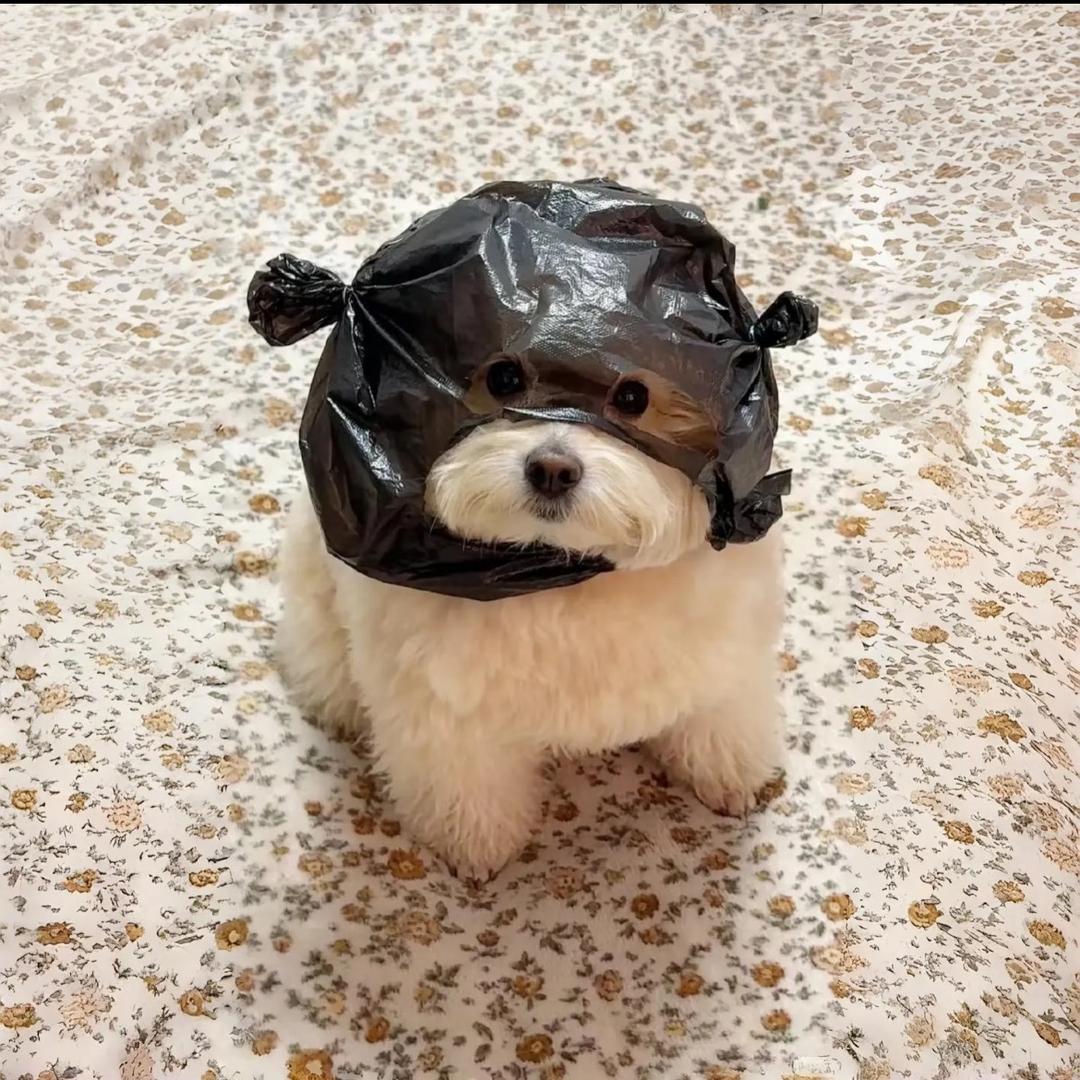 Diudiu