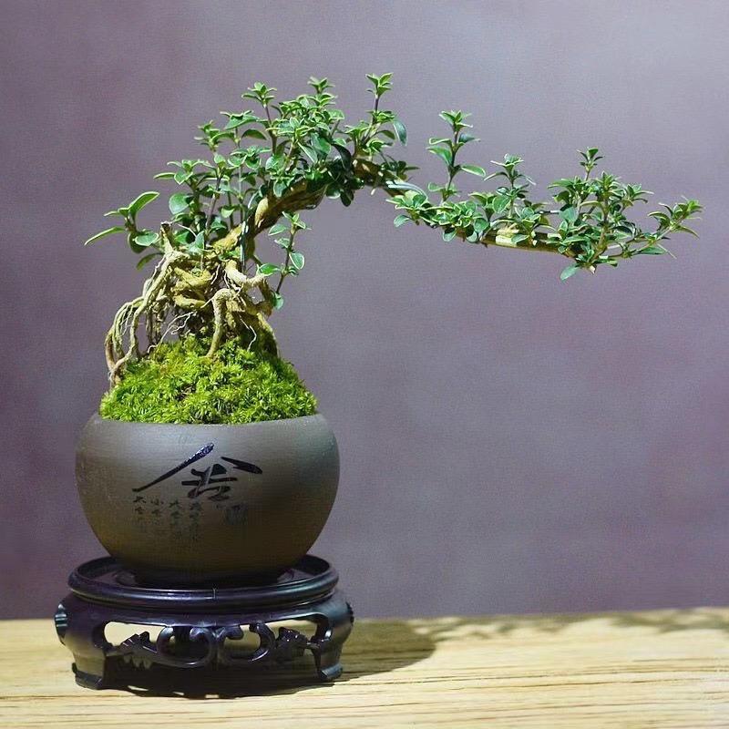 宜兴市满堂彩紫砂