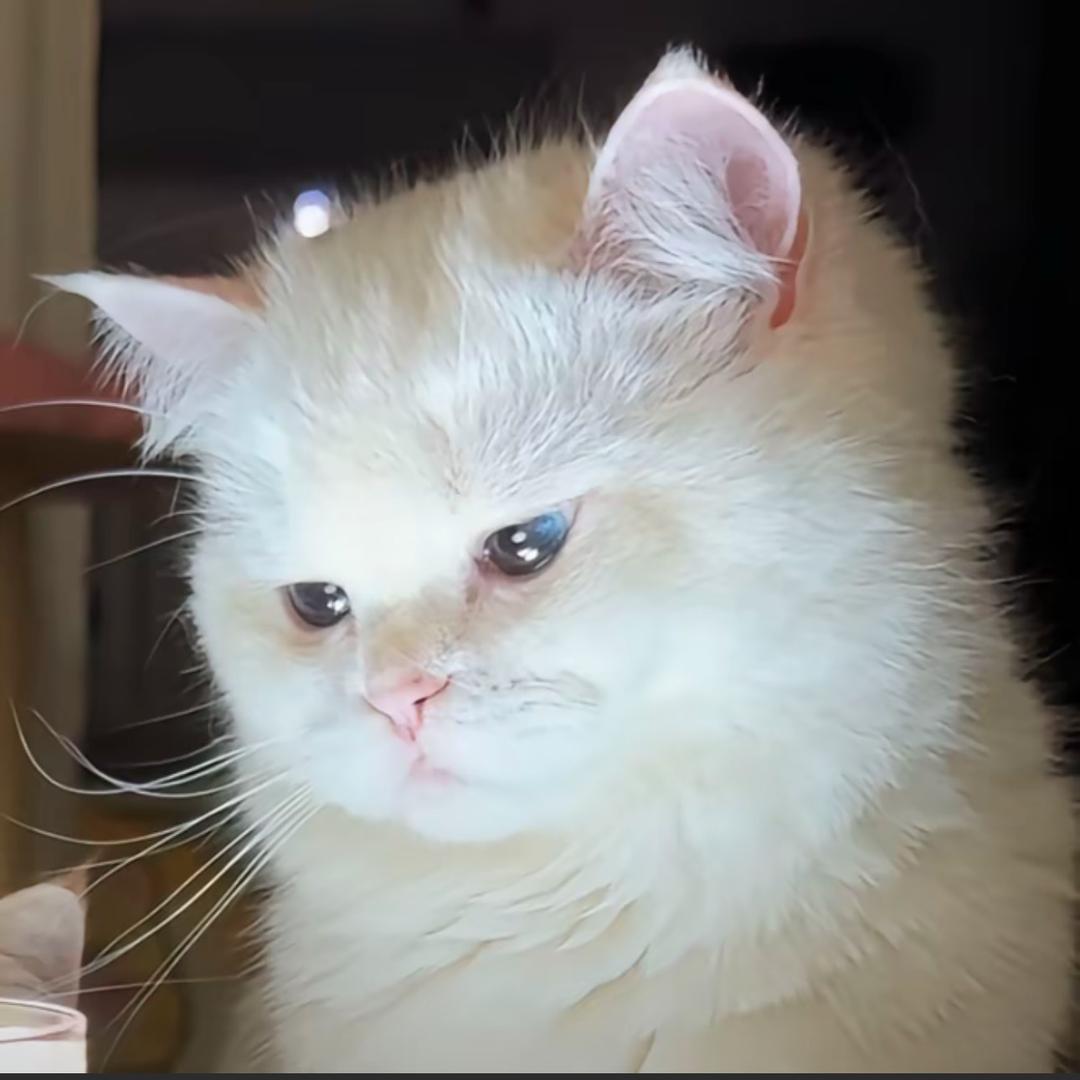 漂亮猫