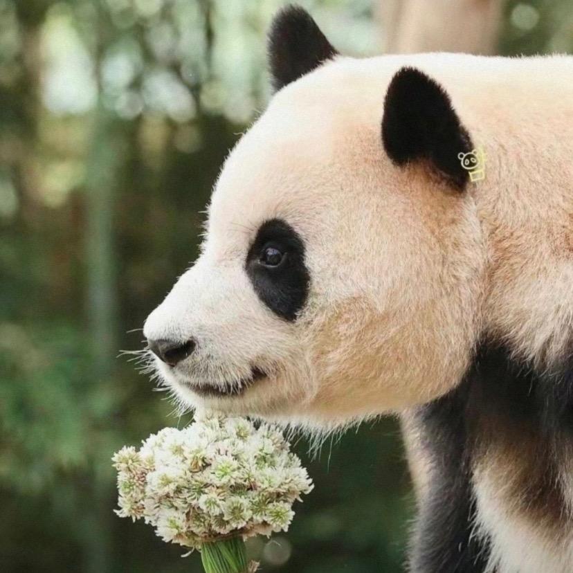 不凡的福公主