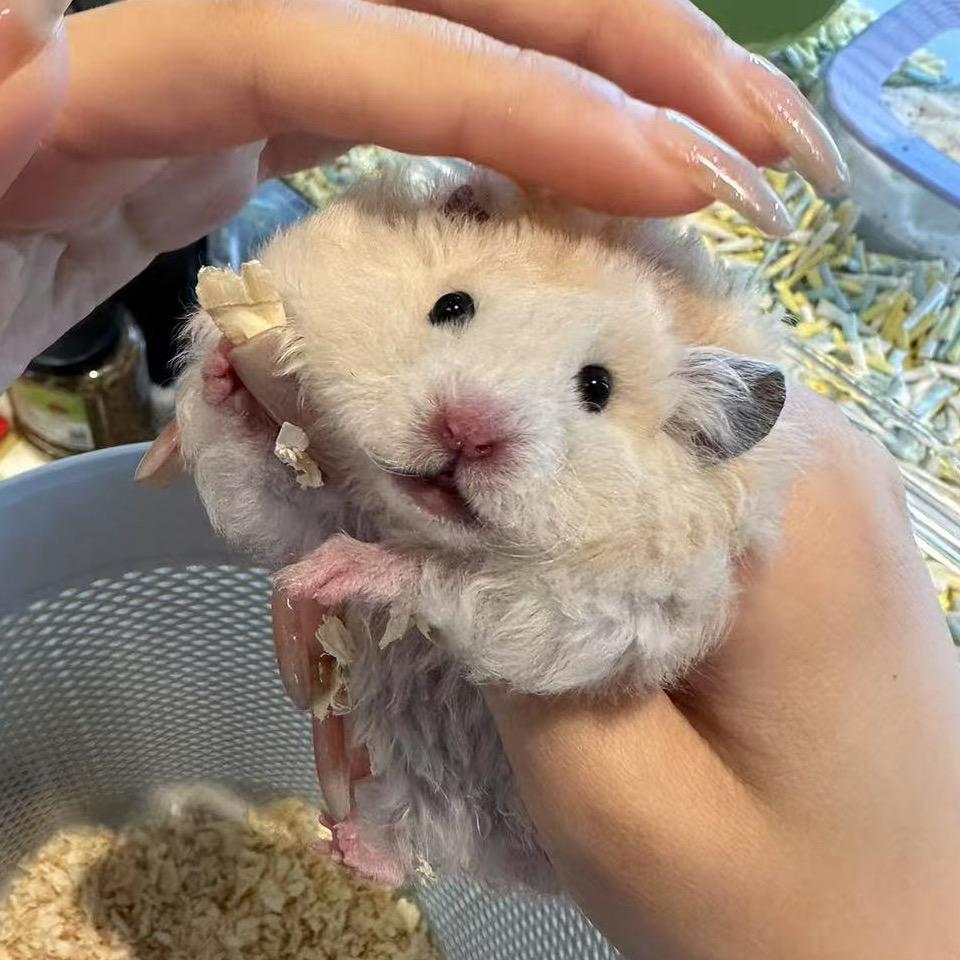 鼠鼠我鸭