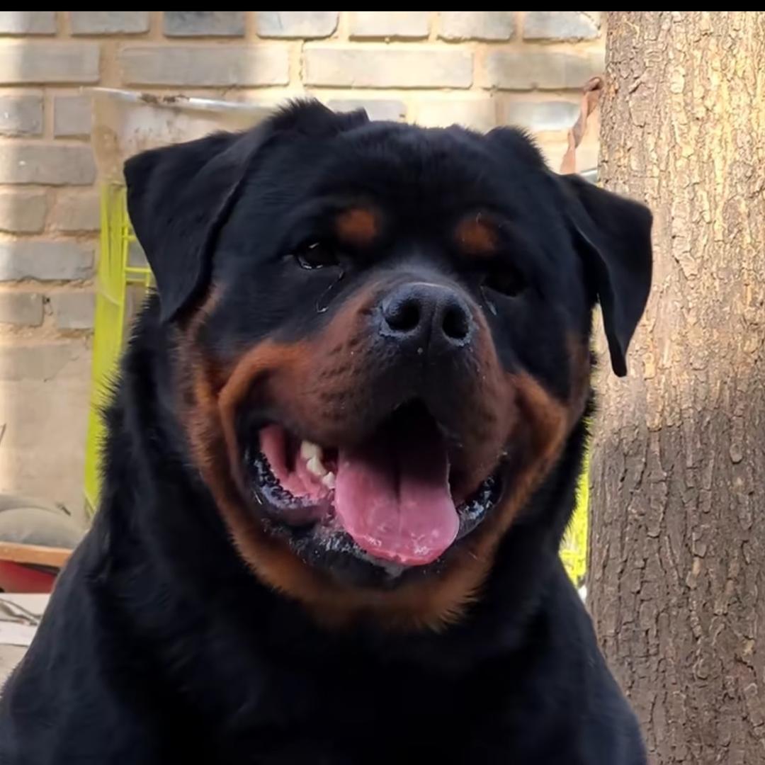 临汾大勇罗威纳犬业