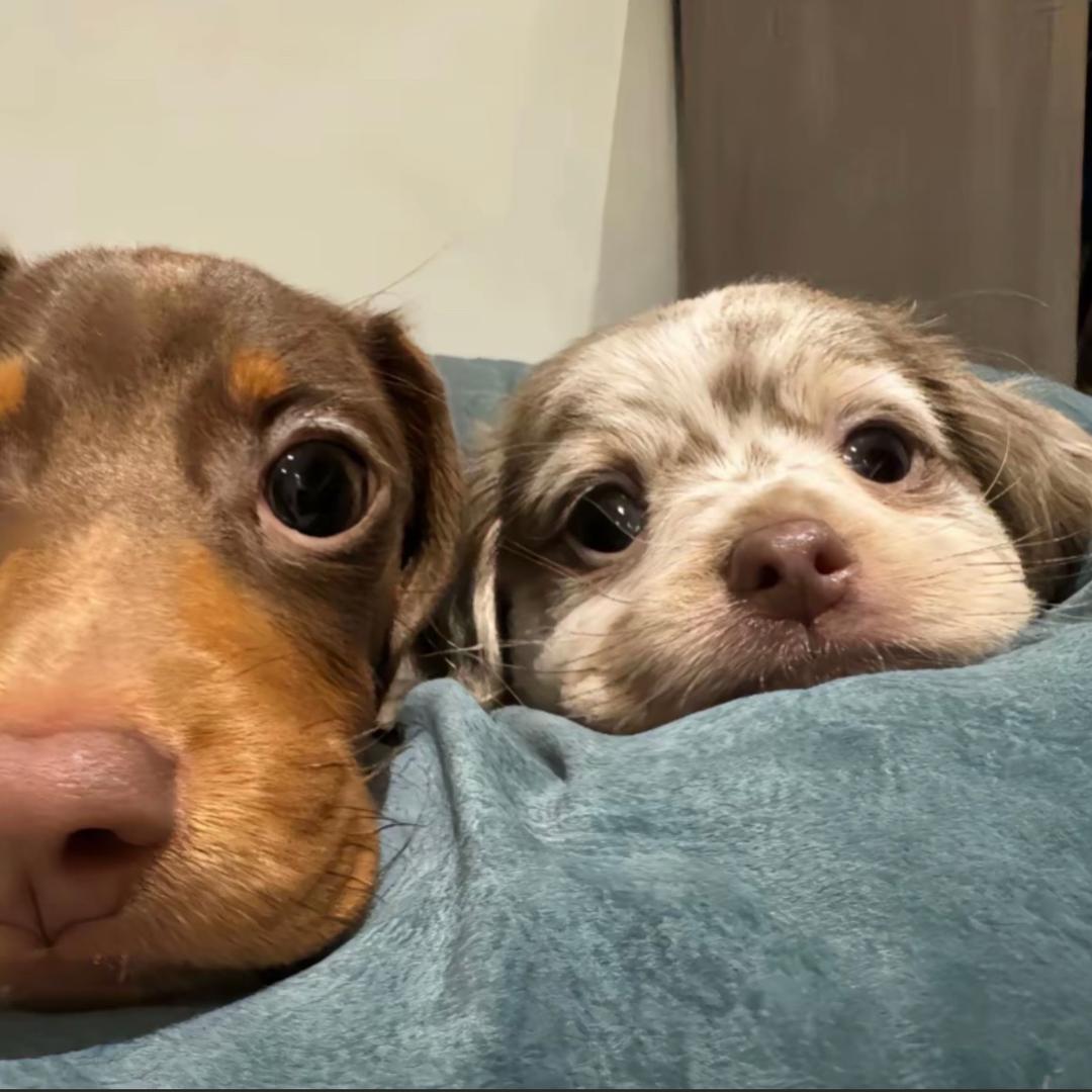 多次拒绝陈伟霆