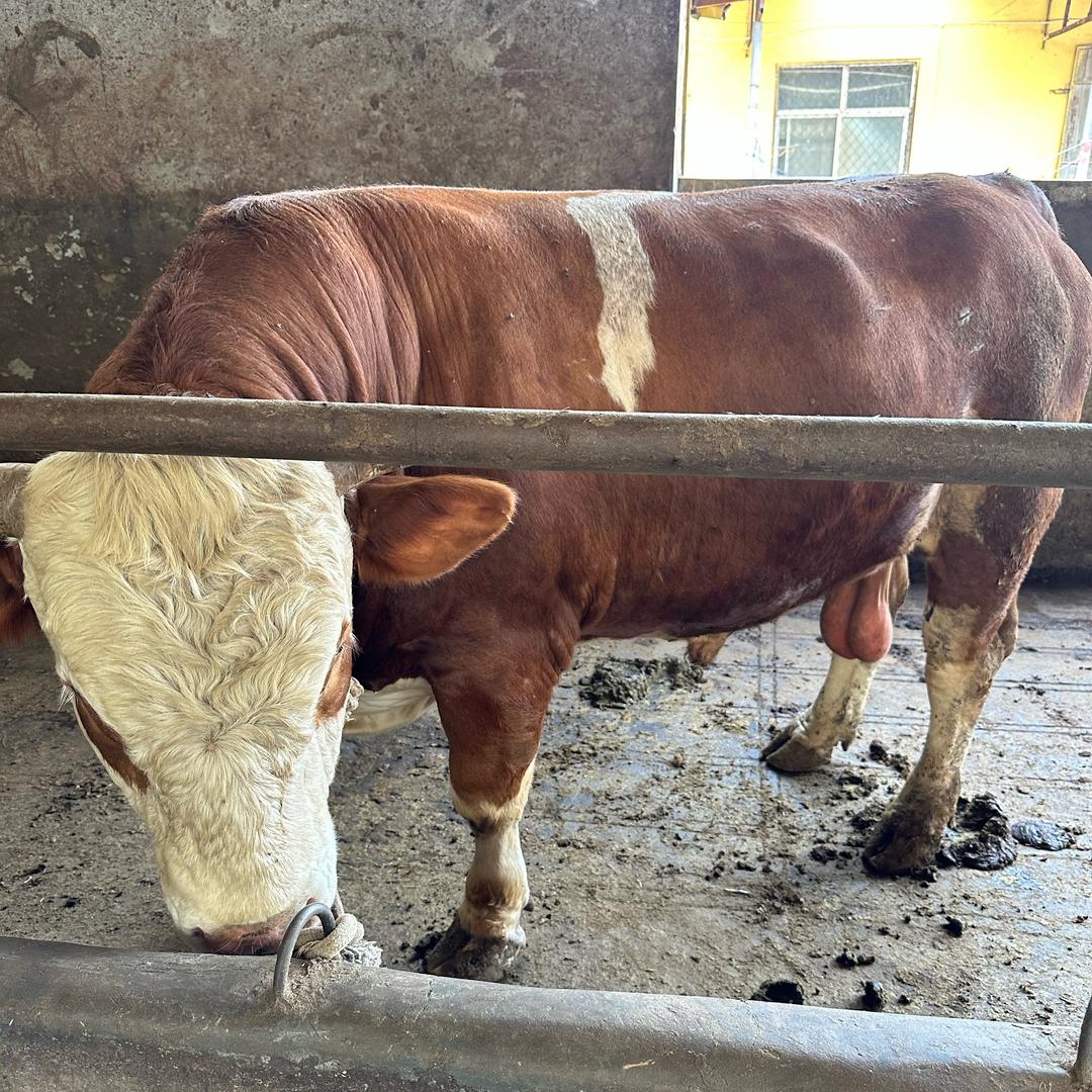 前园蒋家牛羊肉